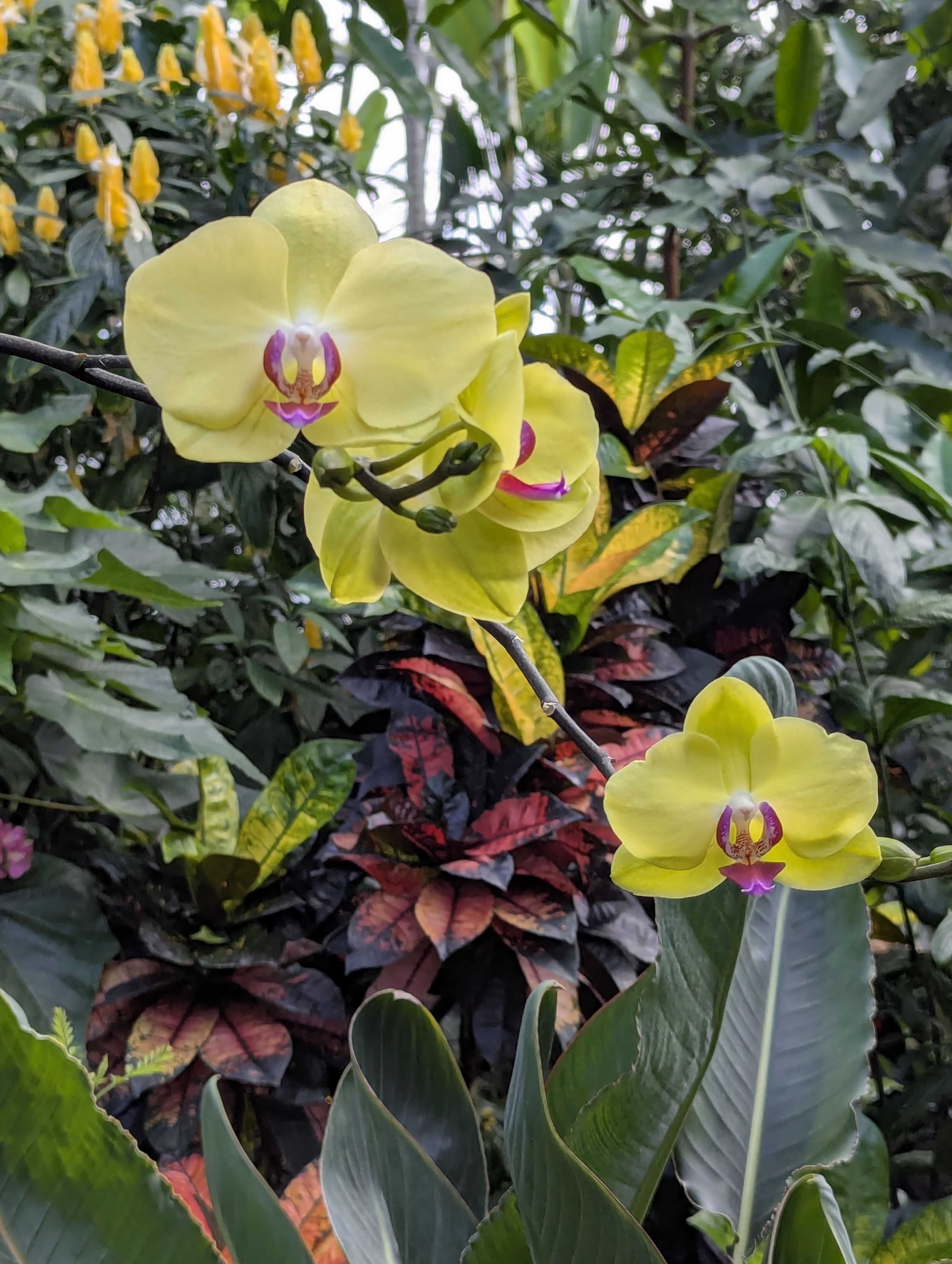 Birthday Trip to Canada, Edmonton, Pyramids, Muttart Observatory